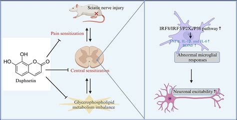 Daphnetin Ameliorates Neuropathic Pain via Regulation of Microglial ...