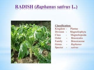Image result for Multigraph Figure Example