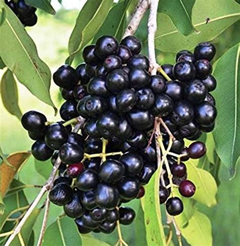 Trothic Gardens Fruit Live Plant High Yield Hybrid Rare Tropical ...