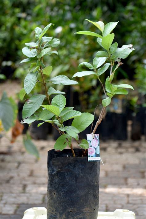 Arka Kiran Guava Live Plant (Psidium Guajava) – veliyathgardens