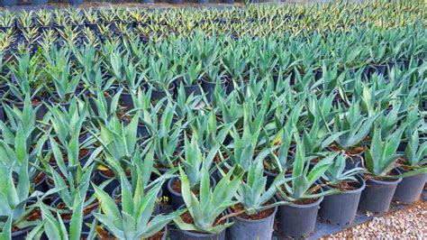 Image result for Century Plant Root System