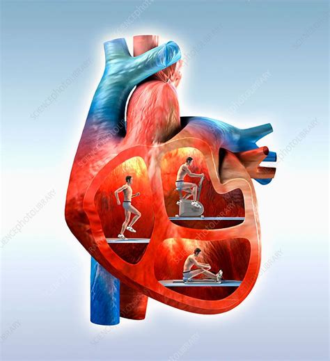 Image result for Exercise Examples Cardiovasculas