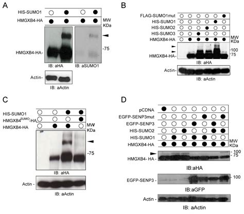 HMGXB4 Targets Sleeping Beauty Transposition to Germinal Stem Cells