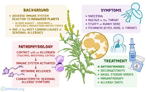 Ragweed Allergy: What Is It, Symptoms, Treatment, and More