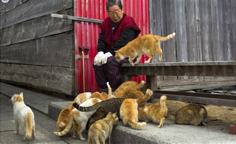 日本猫岛缺猫粮 岛民们向网友求助 然后…… - 观点 - 华西都市网新闻频道