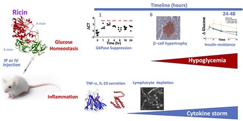 Parenteral Exposure of Mice to Ricin Toxin Induces Fatal Hypoglycemia ...