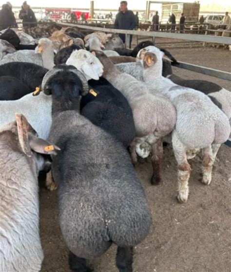 China youth embrace strange stress-relief trend of touching buttocks of sheep | South China ...