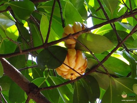 Kudampuli Plant For Sale In India | Online plant nursery