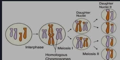 What is the process of meiosis? - Brainly.in