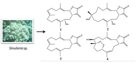 Marine Drugs | Special Issue : Marine Bioactive Natural Product Studies ...