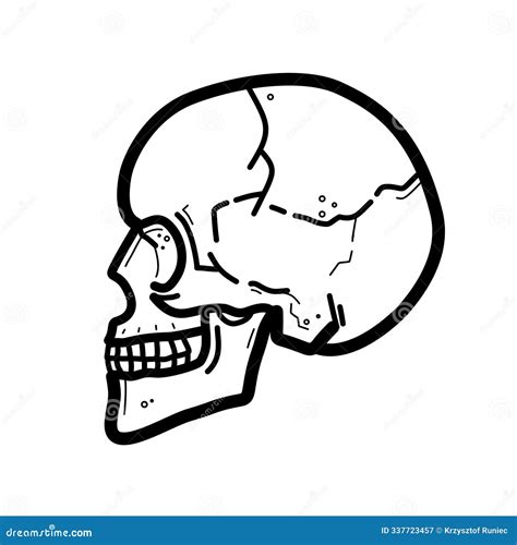 Human Skull Anatomy Royalty-Free Cartoon | CartoonDealer.com #30721757