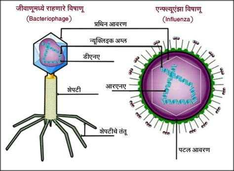 तापरागी सजीव (Thermophile) – मराठी विश्वकोश