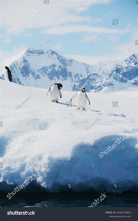 Iceberg Animation 的图像结果