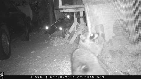 Quail Predators 的图像结果