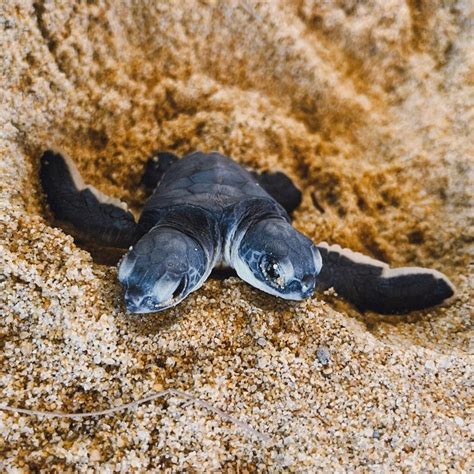 Discovery Of Two-Headed Turtle Hatchling In Terengganu Gains National ...