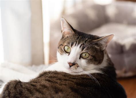 Do Cats Know Their Names? | PetMD