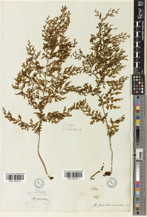 Hymenophyllum pulcherrimum Colenso | Plants of the World Online | Kew ...