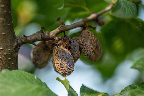 Image result for Root Rot Plum Tree