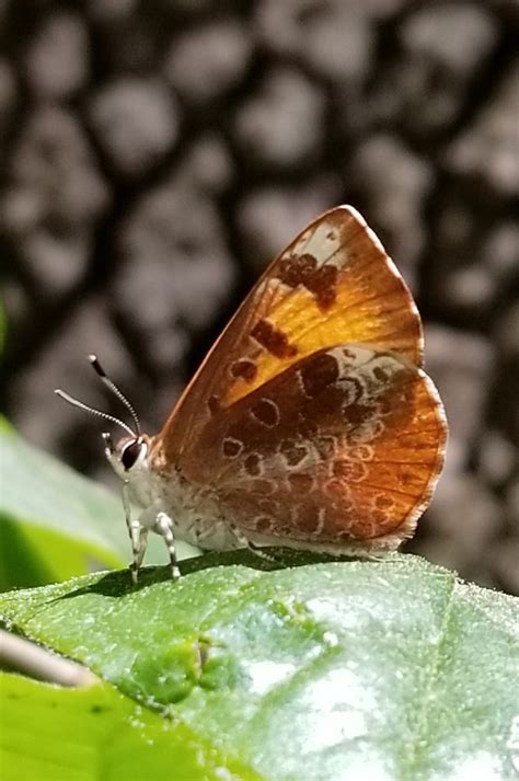 Butterflies of Summer - Delaware Nature Society