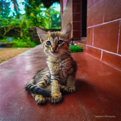 realme Community