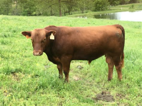 Advantages and disadvantages of red angus cattle | Spring Hills Ranch LLC