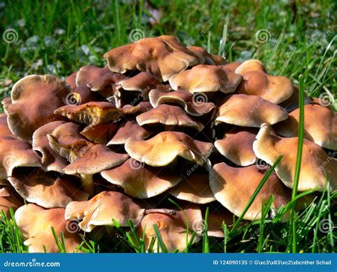 Brown Mushrooms in the Green Meadow Stock Image - Image of plant, mushroomgroup: 124090135