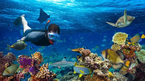 Coral Reef Beaches: Dive Into India’s Underwater Utopia