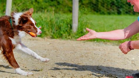 Image result for Fetch Training