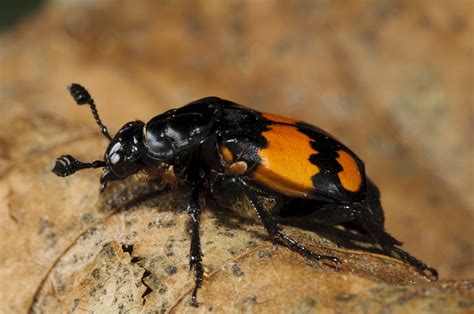 Black Beetle Insect