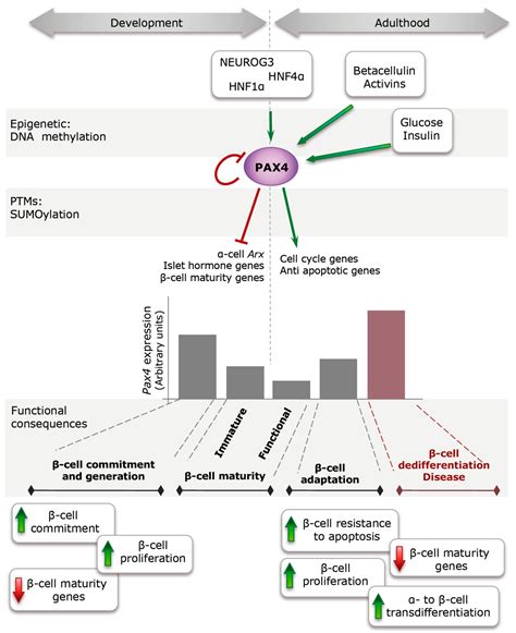The Diabetes-Linked Transcription Factor PAX4: From Gene to Functional ...