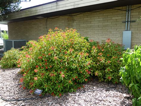 Fla Native Vines
