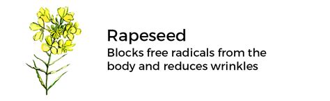 Brillare Multi-Protect Sunscreen SPF 40, PA+++, 100% Natural Sunscreen ...