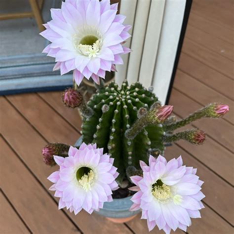 Christmas Cactus is Wilting? 5 Reasons + How to Fix – Citycacti