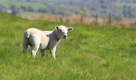 羊年是哪一年出生的 羊年是哪一年-善吉网