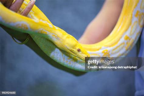 Image result for Reticulated Python Florida