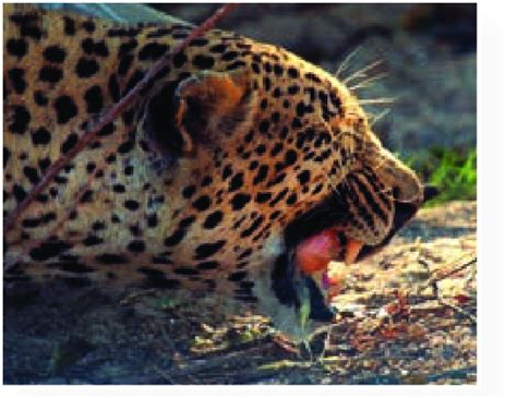 Python Eating Leopard 的图像结果