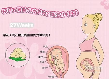 多半孕妈面临胎位不正，孕28周是临界点，孕妈要学会胎位“自纠” |孕期知识|糖糕妈妈育儿网