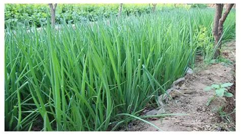 小葱种植，正确施肥很重要，方法到位促优质丰产|尿素|小葱|施肥_新浪新闻