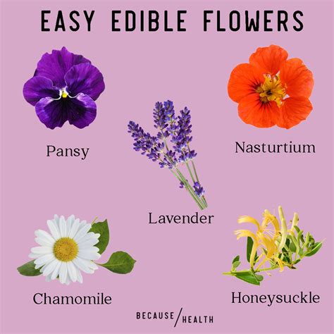 How Do Edible Flowers Grow at Andrew Gillan blog
