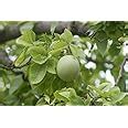 SHOP 360 GARDEN Aegle Marmelos, Bel Tree, Bilva Patra, Bengal quince ...