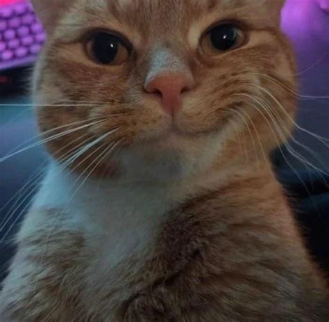 Silly smirk | Cats | Know Your Meme