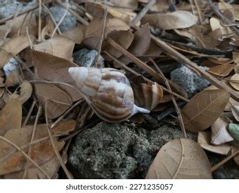 Image result for Clam Inside Shell Empty