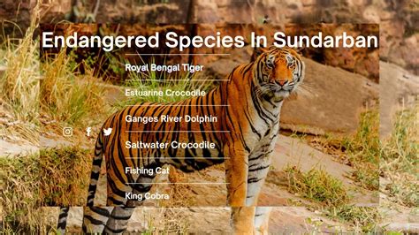 Top 10 Endangered Species in Sundarbans That Can be Saved | Sundarban Vives
