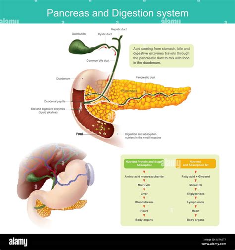 Bile Produced And Stored at Michelle Owen blog