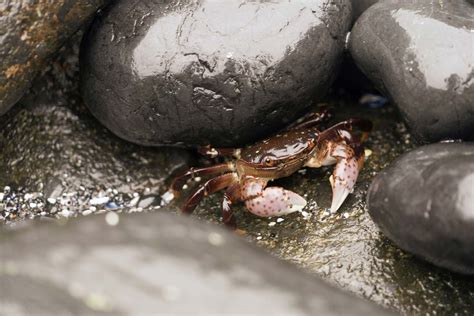 Do Fish Feel Pain When They Get Hooked & Is Fishing Cruel? - GenV