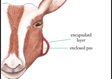 Treating Caseous Lymphadenitis (CL) in Goats