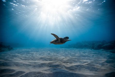 Turtle Wallpapers Computer 4k Hd - Infoupdate.org