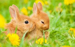 Image result for Baby Rabbit Art