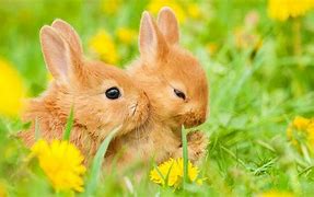 Image result for Real Newborn Bunnies
