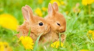 Image result for What Do Newborn Baby Rabbits Look Like